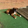 MABEL THE BOXER 🤍💕 - @mabelellis1124 - TikTok
