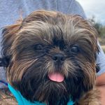 Mabel Evans - @mabel_evans_theshihtzu - Instagram