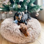 Clyde And Mabel Farrell - @clydethedachshund - Instagram