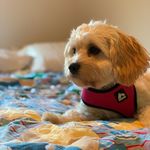 Mabel Rose Farrell - @mabelrosefarrell - Instagram