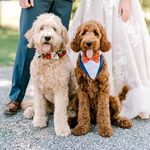 Mabel & Ferguson - @mayandgus_thedoods - Instagram