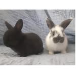 @mabelandferris - Instagram
