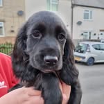 Mabel 🤍 - @mabelfitzgerald_thesprocker - Instagram