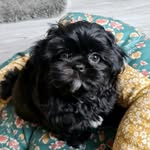 Mabel Flint - @mabel.theshihtzu - Instagram