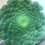 Jacqueline Hartley - @mabelflowers74 - Instagram