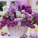 Mabel Flowers - @mabelflowers - Instagram