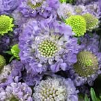 Mabel Flowers - Facebook