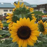 Mabel Flowers - @flowers_mabel - Instagram