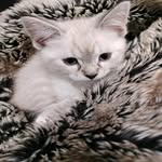 @mabel_joy_flowers - Instagram
