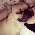 Floyd - @floydandmabelbulldogs - Instagram