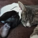 Floyd🕊️ Wilbur & Mabel - @floyd.wilbur.mabel - Instagram