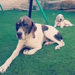Mabel and Floyd - @mabel_and_floyd - Instagram