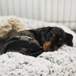 Mabel Ford - @miss_mini_dax_mabel - Instagram