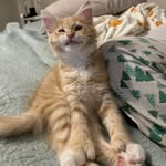 Mabel Ford - @misspolymabes - Instagram