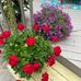 Mabel Forrest - Facebook