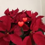@mabel.fowlerluckey - Instagram