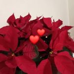 Mabel fowlerluckey - @mabelfowlerluckey - Instagram