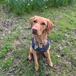 💜 Mabel - @mabel.the.fox.red.lab - Instagram