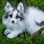 @canadian.mabel.fox - Instagram
