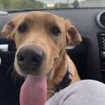 Mabel Beaumont-Omalley - @mabel_fox_red_lab - Instagram