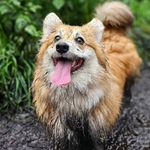 Mabel (fox) and her friends Dora, Abbey, and Ophie - @fox.n.frens - Instagram