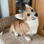 Mabel Fox the corgi - @mabel_the_potato - Instagram