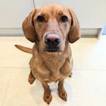 Mabel - @mabel_foxred_lab - Instagram