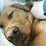 mabel - @mabel_the.fox.red.lab - Instagram