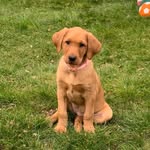 @mabel_red_fox_labrador - Instagram