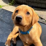 Mabel the Fox Red Lab 🐾 - @mabel.labradog - Instagram