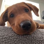 @mabel_the_red_fox_lab - Instagram