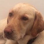 MabelFox🐶 - @mabel_dudley_lab - Instagram