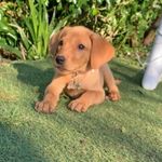 𝐌𝐚𝐛𝐞𝐥💗💗 - @mabelfoxredlabx - Instagram