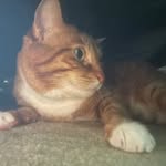 Mabelspam - @mabelfox69 - Instagram