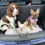 Lola-Bea Trimmings - @mabel_frankthefrenchiesxx - Instagram