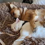 Mabel 🐕‍🦺 Frank 😽 Alice 🐈‍⬛️ - @mabel_n_friends - Instagram