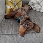 Mabel & Frank the Dachshunds - @mabelthedottydachshund - Instagram