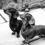 Mabel, Frank and Myrtle - @frankandmabelsparrow - Instagram