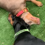 Mabel Frankie - @mabel_and_frankie_ - Instagram