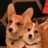 Freya+Mabel - @freyaandmabel - TikTok