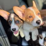 Mabel & Freya - @mabelandfreya - Instagram