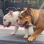꧁Mabel and Freya꧂ - @mabelandfreyas.adventures - Instagram
