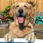 Mabel Fuller - @mabelretriever91 - Instagram