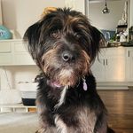 Mabel Gallagher 🐾 - @mabelthedarlingdoodle - Instagram