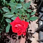 @mabelgillieron9 - Instagram