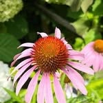 Mabel Goodman - @forg.ottengardener - Instagram