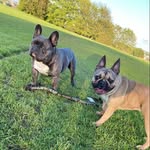Gordon_Mabel_Frenchies - @gordon_mabel_frenchies - Instagram