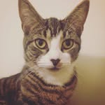 🐱Mabel & Gordon🐱 - @meebandgordy - Instagram