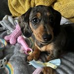 Mabel Gray 🐾 - @mini.mabelgray - Instagram