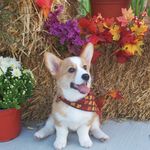 Mabel Gray 🐶 - @mabel.thecorgi - Instagram